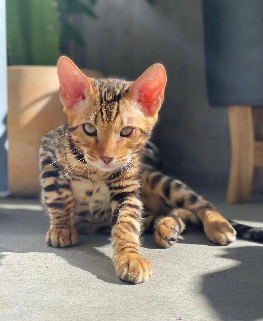 Rory the Persian kitten